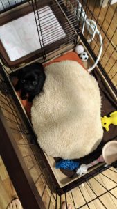 犬用、クッション