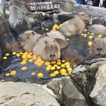 伊豆シャボテン公園カピバラ