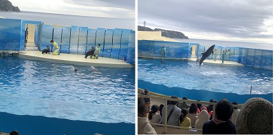 江ノ島水族館 ショー