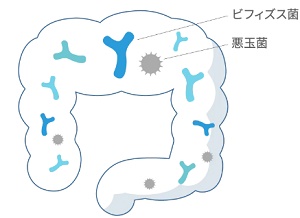 腸内環境をサポート