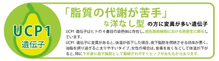 ジーンライフダイエット 洋なし型